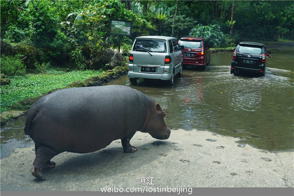 雅加达